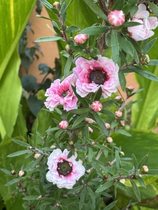 Gartenanlage Hotel Quinta Splendida Wellness & Botanical Garden