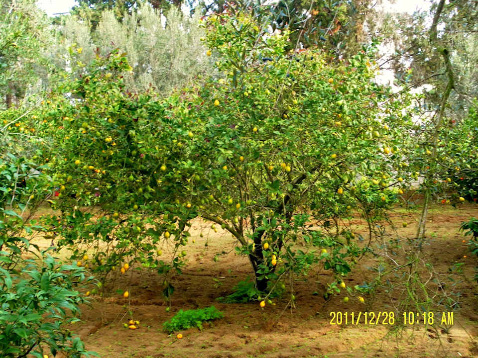 Zitronenbaum The Orangers Beach Resort and Bungalows