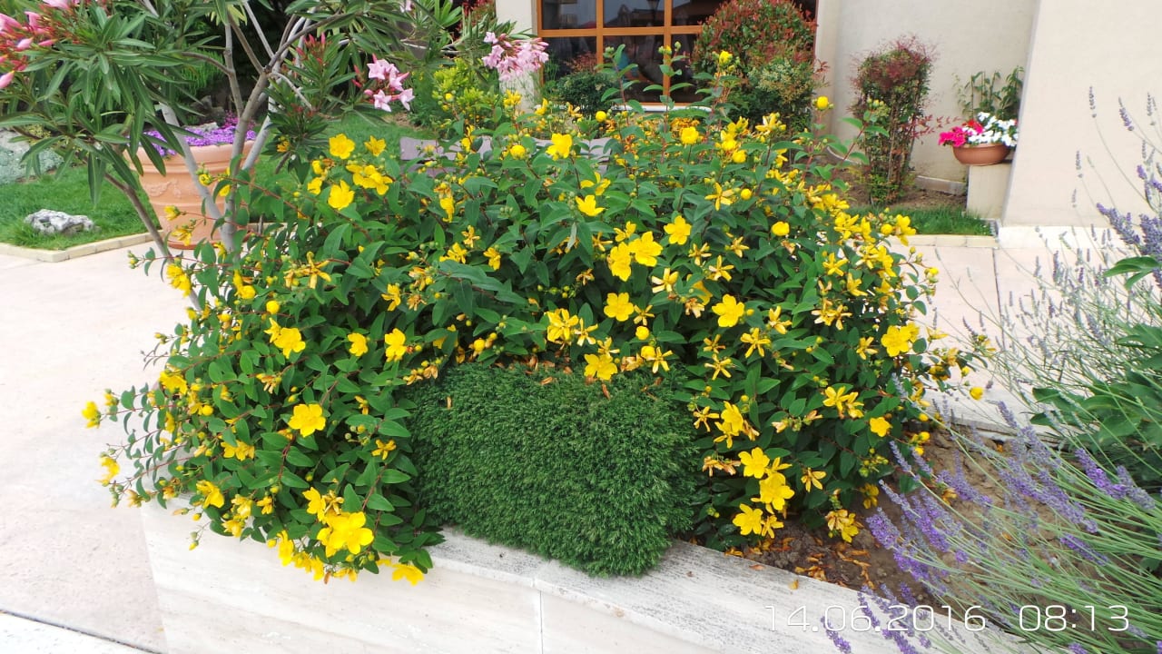 Blumen im Hotel HVD Clubhotel Miramar