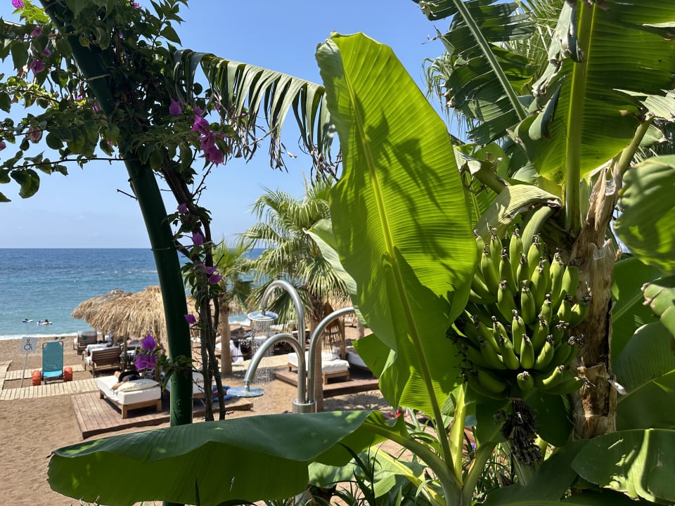 Strand Rubi Platinum Sign