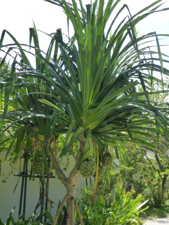 Palmen Kuramathi Maldives