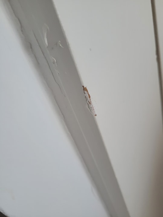 Zimmer Princess Taurito