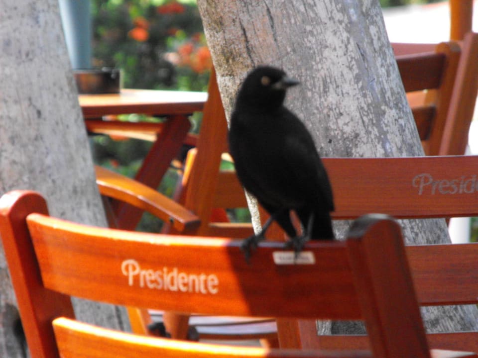 Palmenschwätzer Grand Palladium Select Bávaro Resort & Spa
