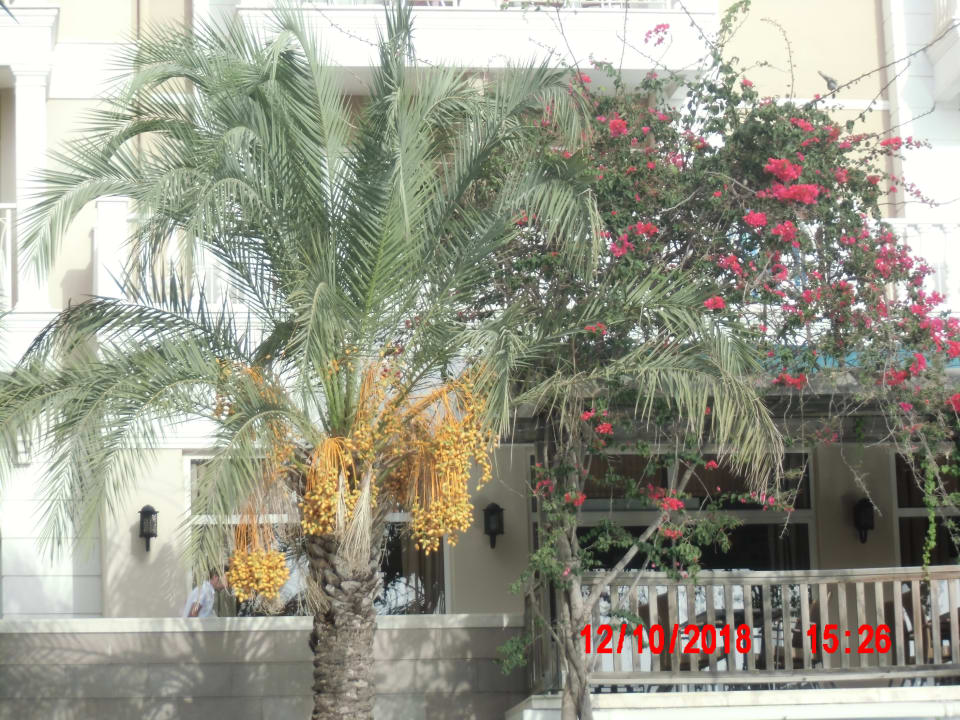 Gartenanlage Trendy Aspendos Beach Hotel