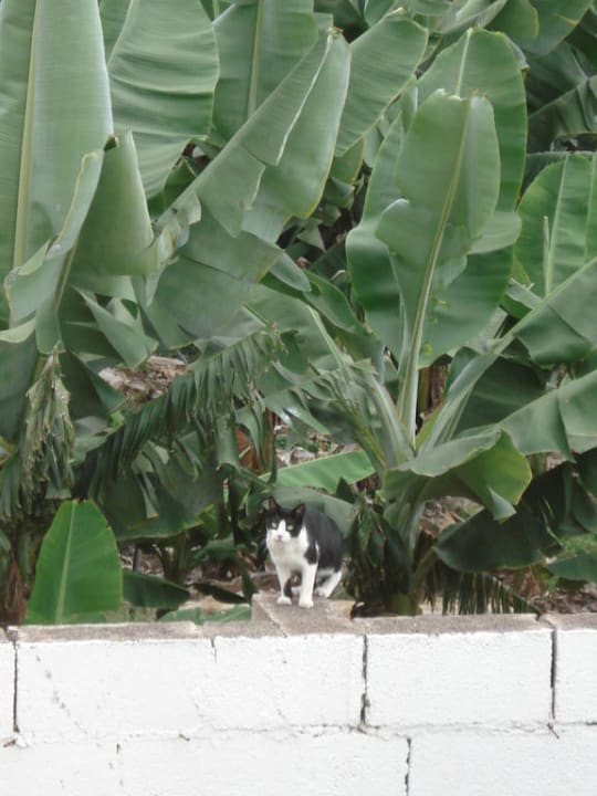 Der scheue Heinrich  Villa Rosalva