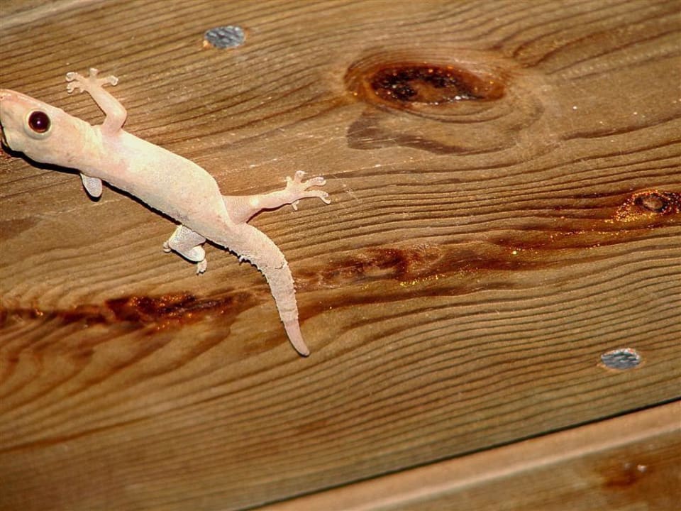 Mr. little Gecko Kuredu Island Resort & Spa