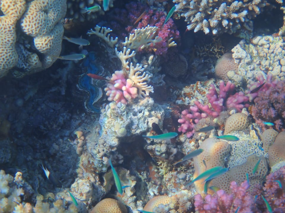 Strand Fort Arabesque Resort, Spa & Villas