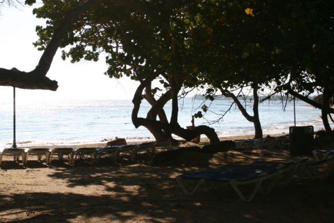 Bäume zwischen Hotelanlage und Strand Marien Puerto Plata