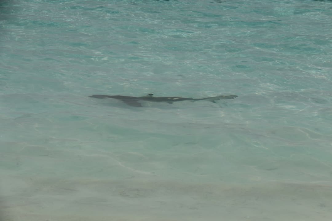 Sonstiges NH Collection Maldives Reethi Resort