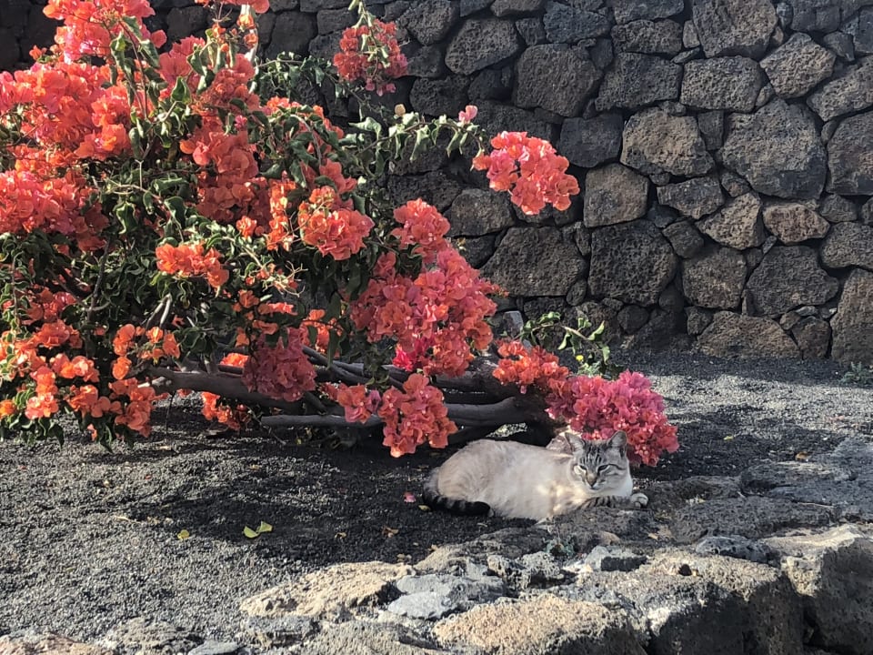 Gartenanlage Hotel Grand Teguise Playa