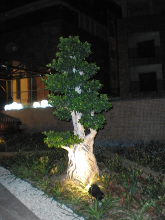 Bonsai Sentido Trendy Verbena Beach