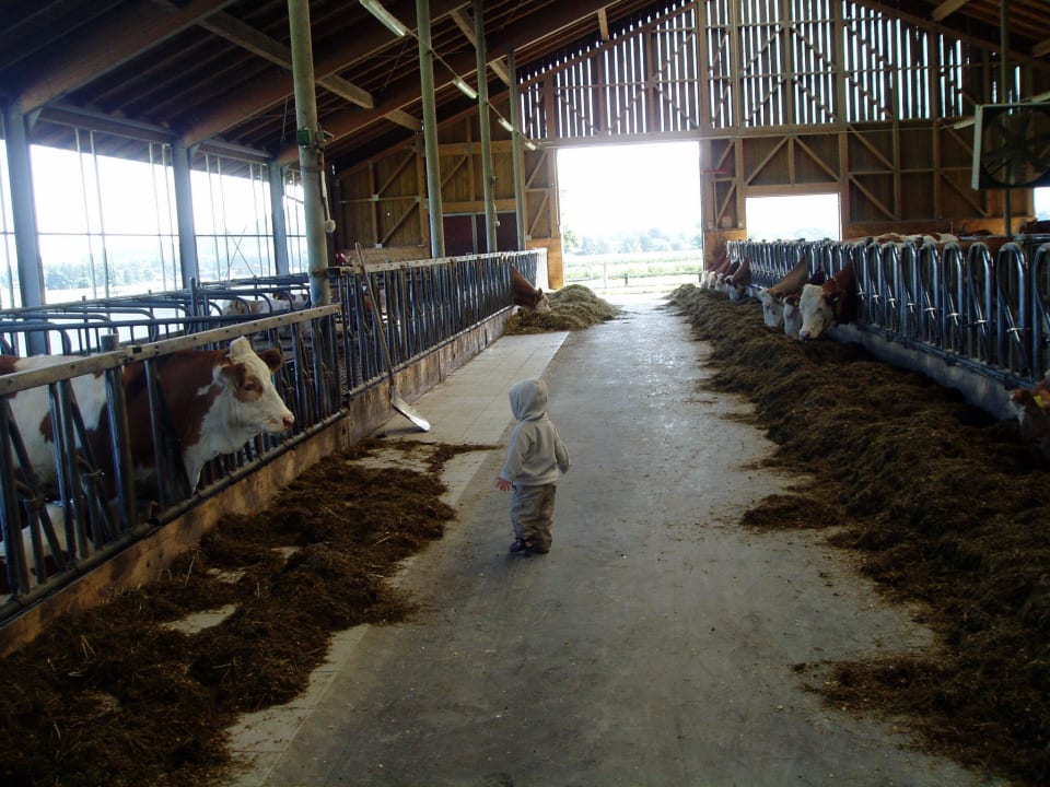 Im Kuhstall.. Zaissererhof