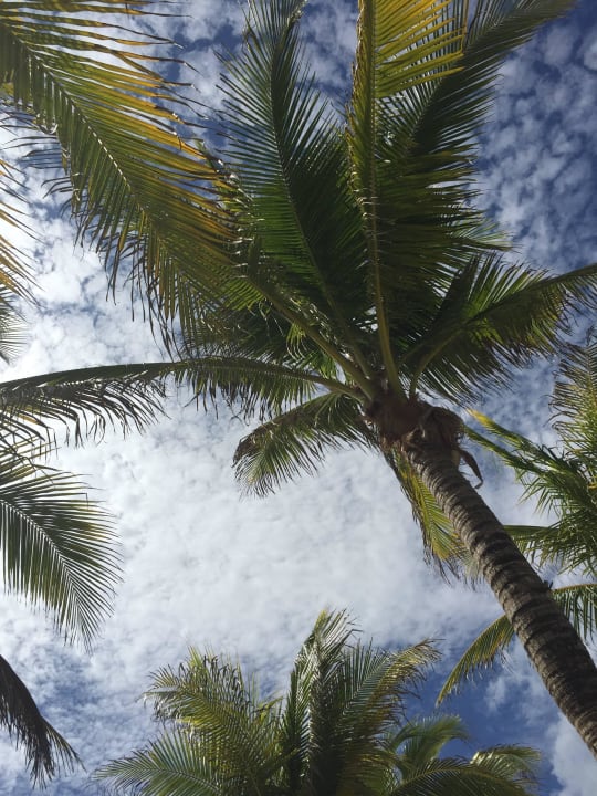 Man liegt unter Palmen Grand Palladium Kantenah Resort & Spa