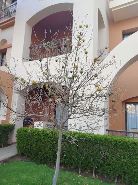 Gartenanlage Jaz Makadi Saraya Resort
