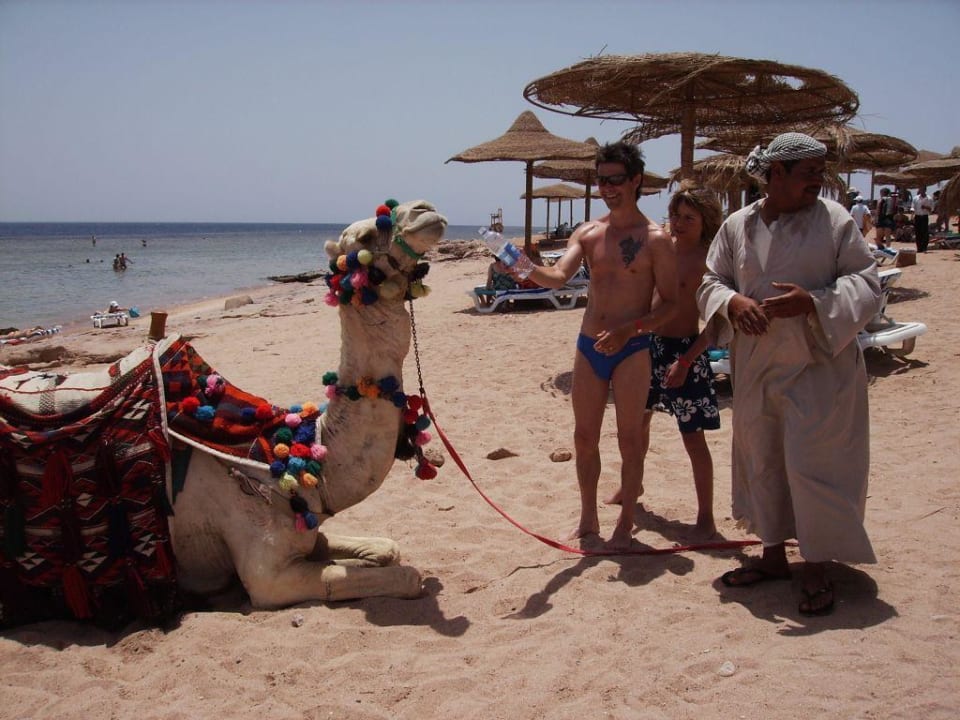 Strand mit Kamel Charmillion Gardens Aquapark