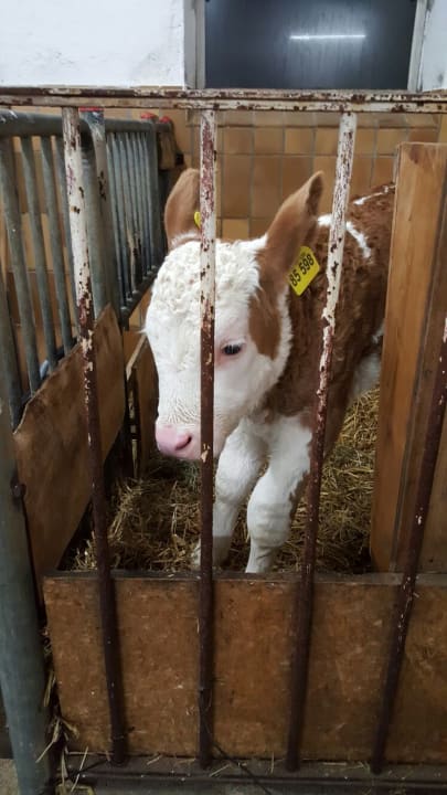 Sonstiges Bauernhof Bognerlehen