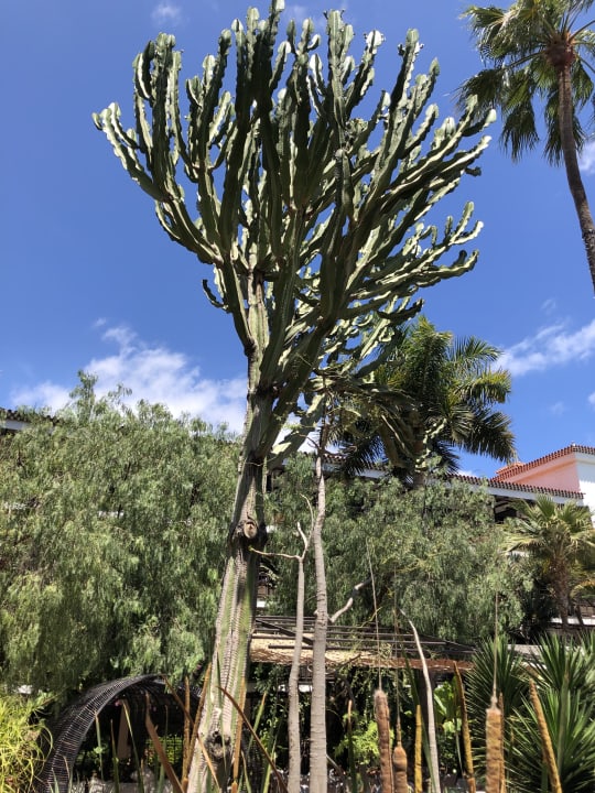 Gartenanlage Hotel Parque Tropical