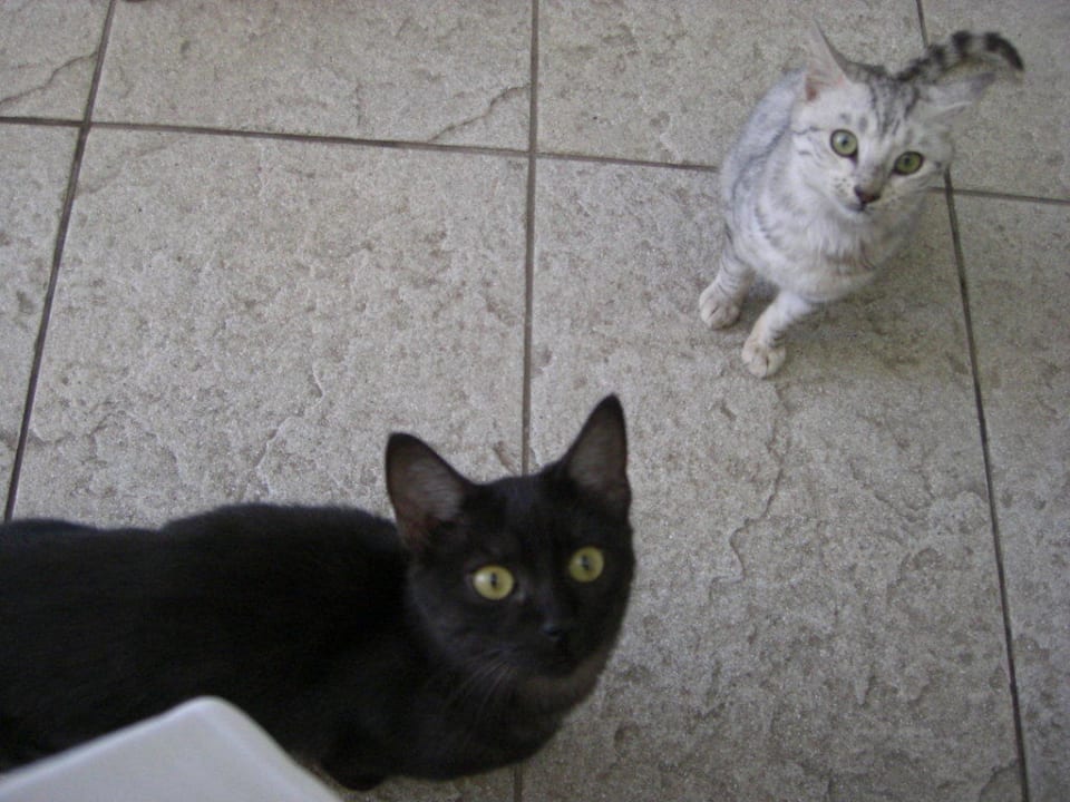 Die Katzen, die immer da waren Trendy Side Beach Hotel - Adults only