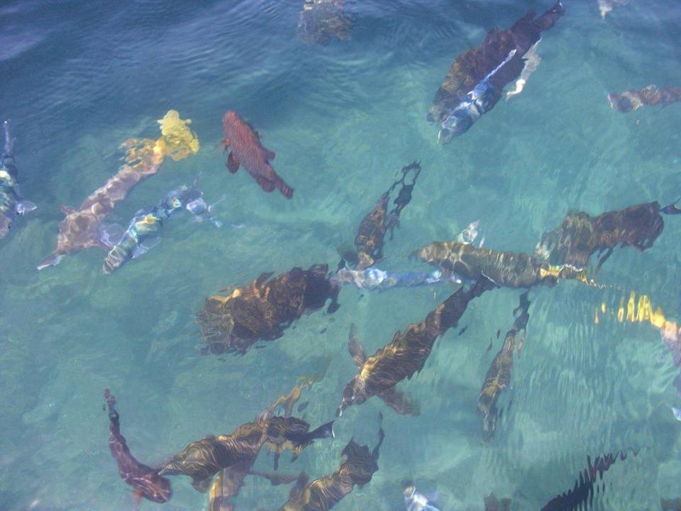 Ein Blick ins Meer Ghazala Gardens