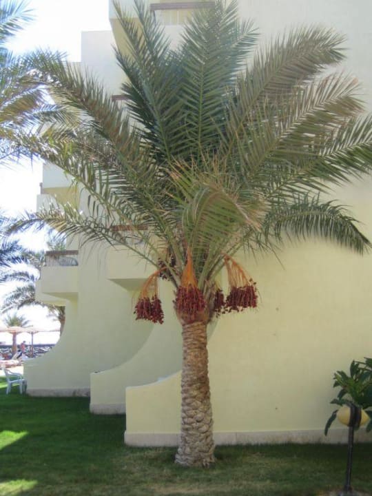 Dattelpalme in der Hotelanlage Palm Beach Resort