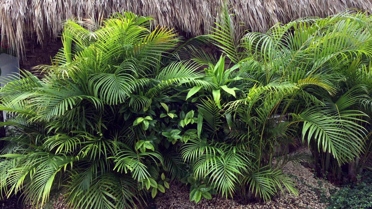 Gartenanlage Hotel Viva Dominicus Beach by Wyndham - All Inclusive Resort