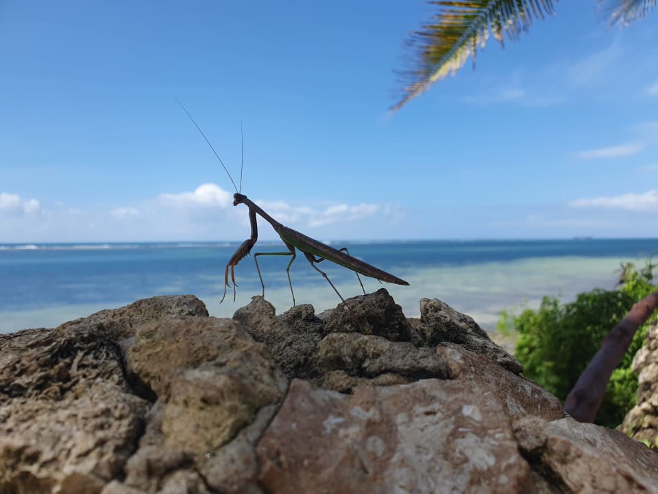 Gartenanlage Bahari Beach Hotel