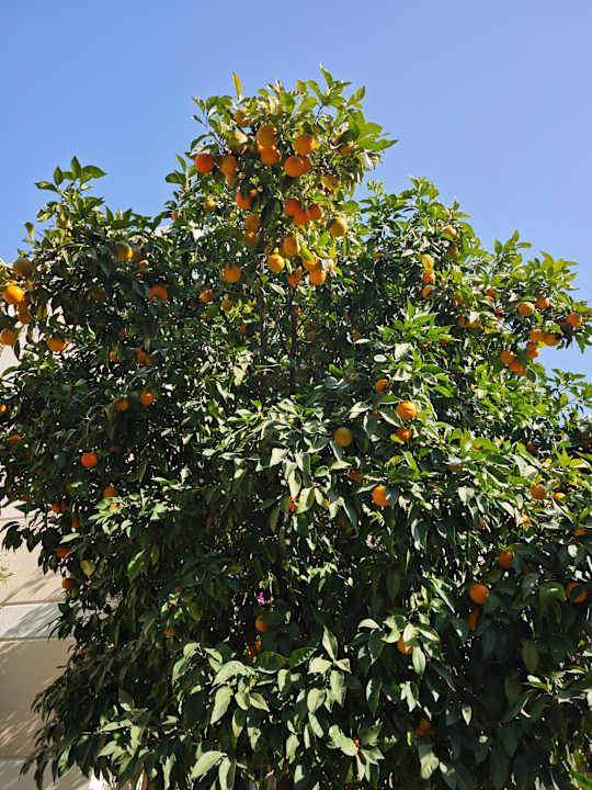 Gartenanlage Limak Limra Hotel & Resort