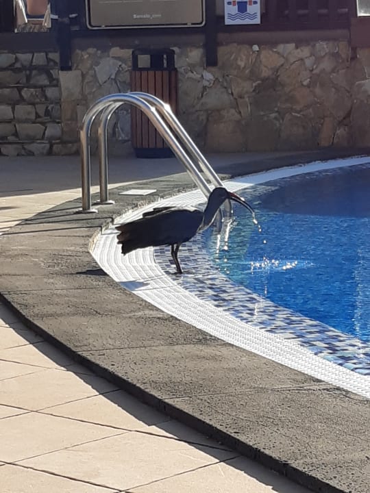 Sonstiges Occidental Jandía Royal Level - Adults only