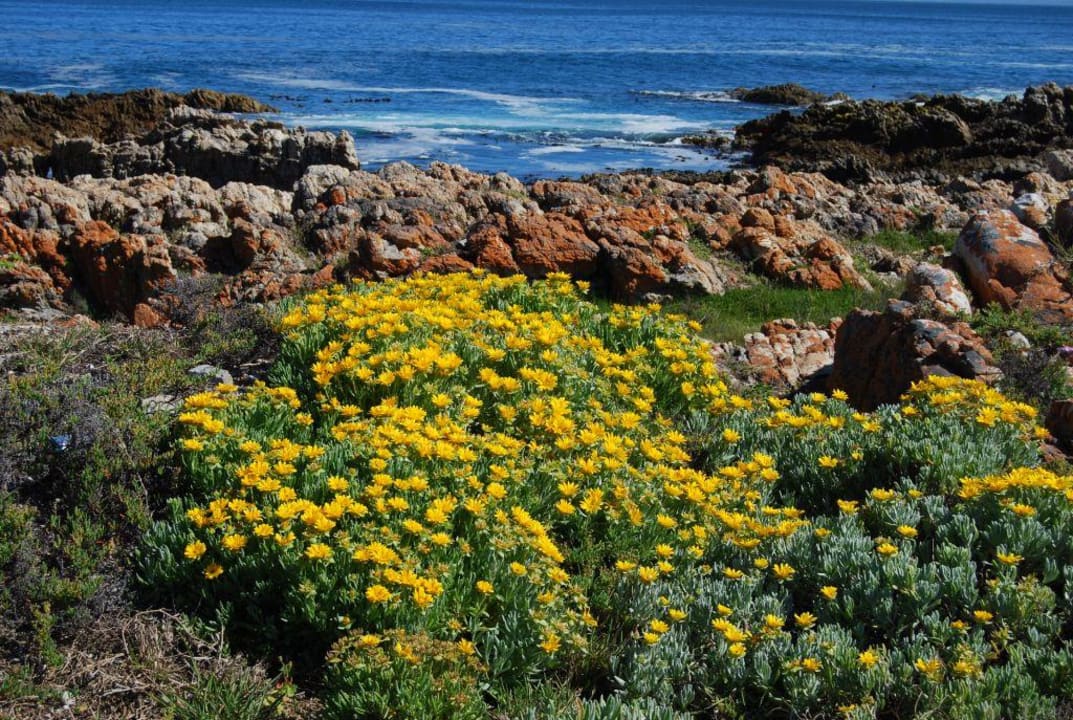 Fynbos Hotel Cliff Lodge