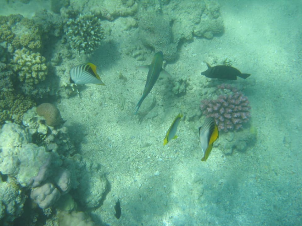 Fische und Korallen Stella Beach Resort & Spa Makadi Bay