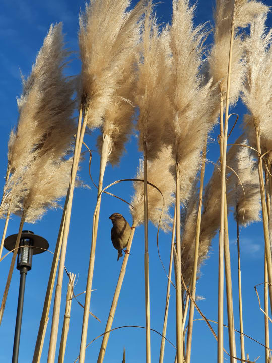 Gartenanlage Ferienwohnungen Ferienpark Weissenhäuser Strand