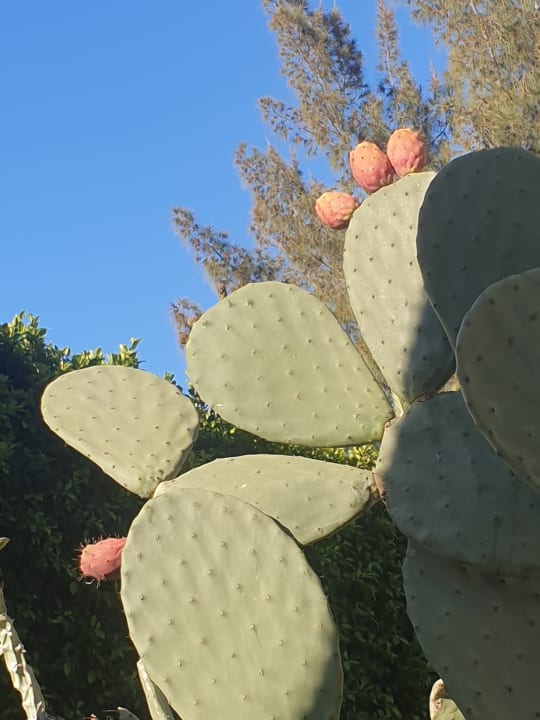 Gartenanlage IFA Altamarena by Lopesan Hotels
