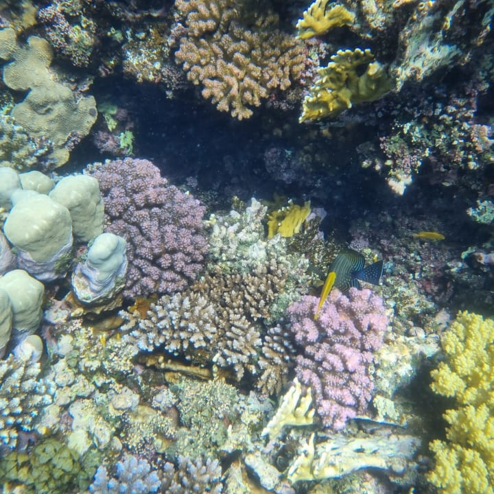 Sport & Freizeit Hotel Gorgonia Beach Resort