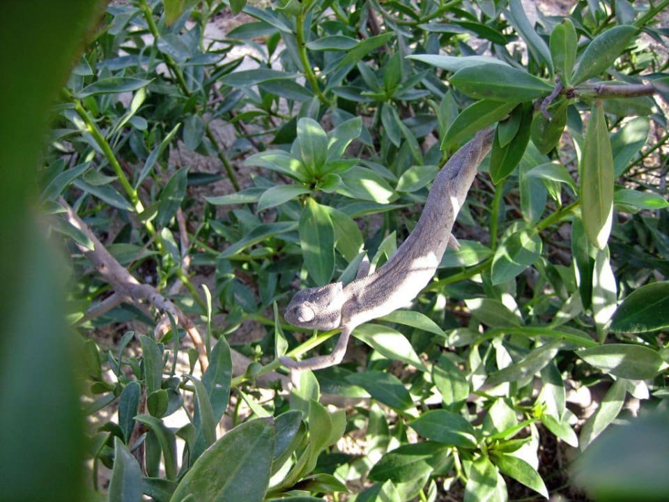 Chamäleon Djerba Plaza Thalasso & Spa