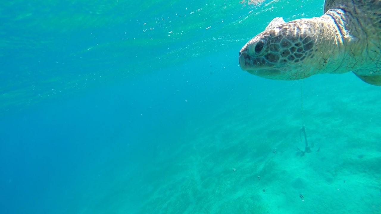 Sport & Freizeit Malikia Resort Abu Dabbab