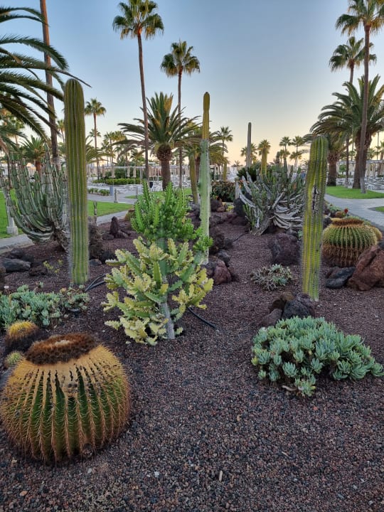 Gartenanlage Hotel Riu Gran Canaria