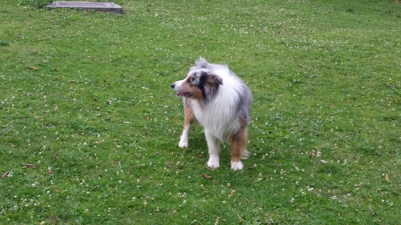 Jumper Burgbauernhof Katzenstein