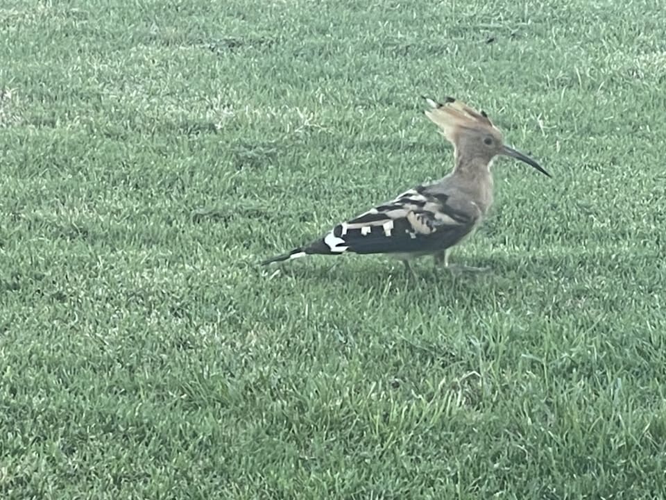 Gartenanlage Renaissance Sharm El Sheikh Golden View Beach Resort