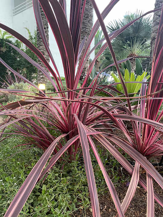 Gartenanlage allsun Hotel Sumba