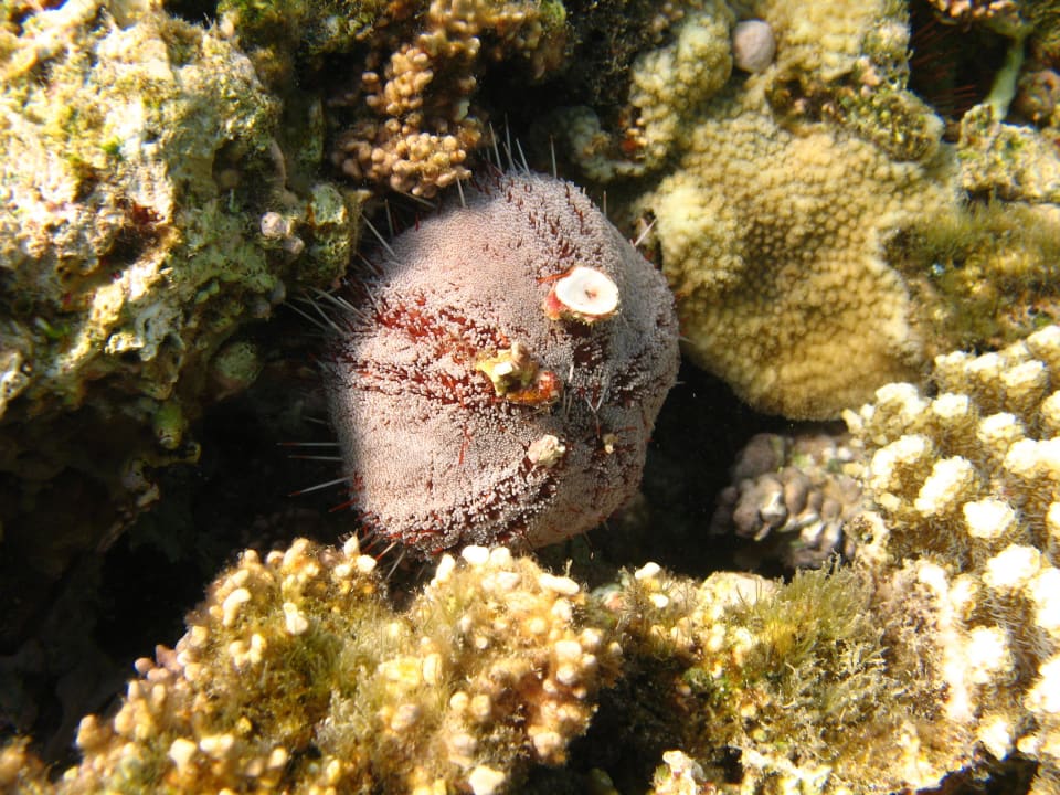 37 Stella Beach Resort & Spa Makadi Bay