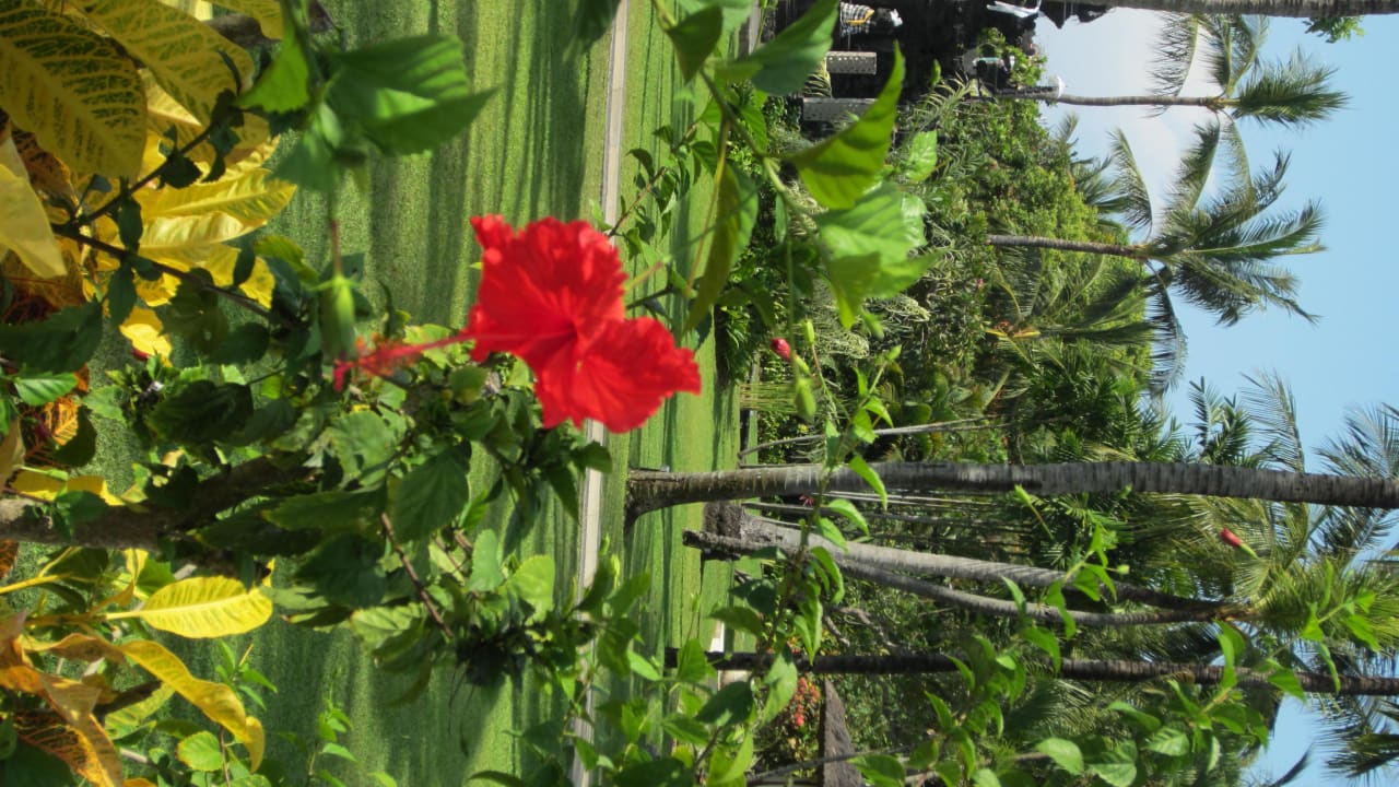 Schöner Palmenbestand The Laguna A Luxury Collection Resort & Spa