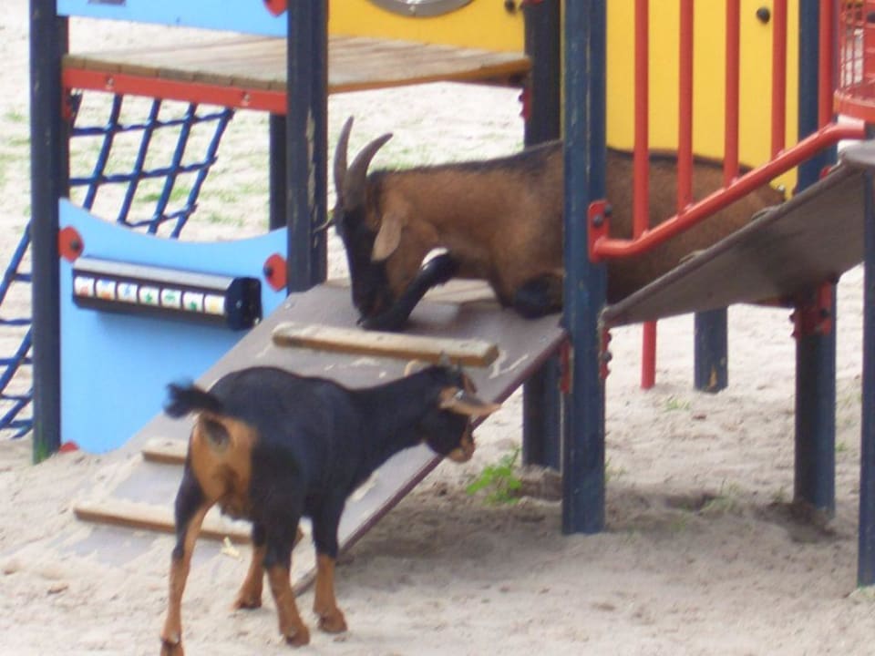 Ziegen Center Parcs De Kempervennen