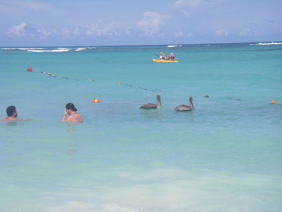 Pelikane Hotel Riu Bambu