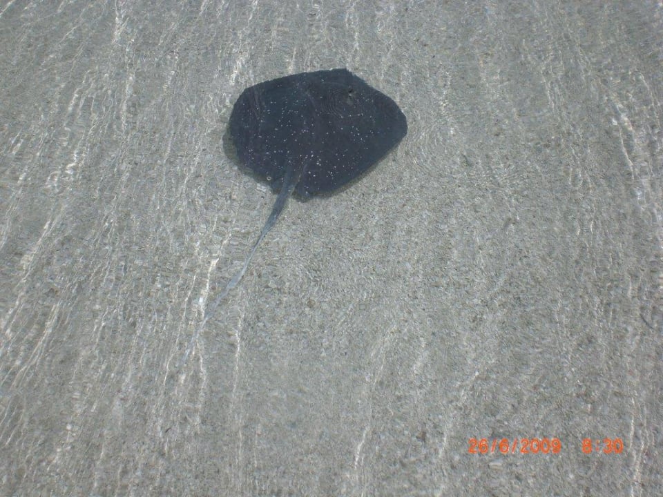 Babyrochen an unserem Strandabschnitt Summer Island Maldives