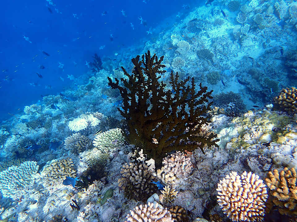 Sonstiges Ellaidhoo Maldives by Cinnamon