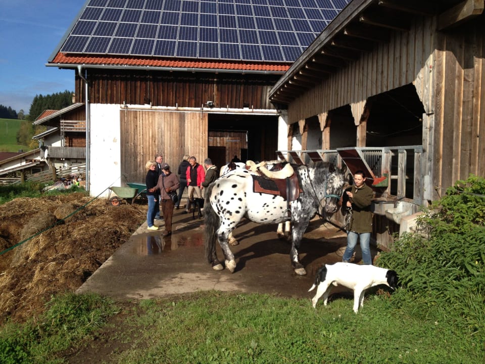 Außenstall Tigerhill-Ranch-Norikerhof