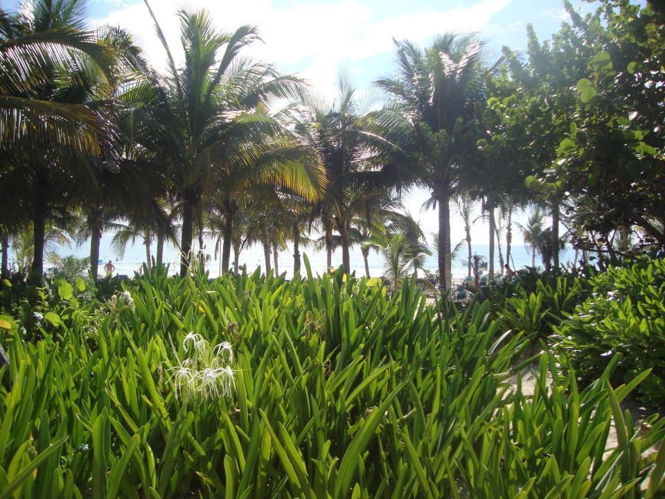 Hotel Catalonia Playa Maroma Catalonia Playa Maroma
