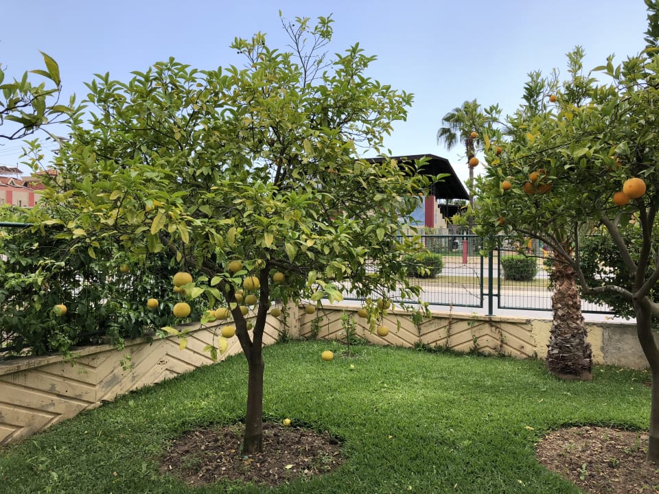 Gartenanlage Silver Hotel