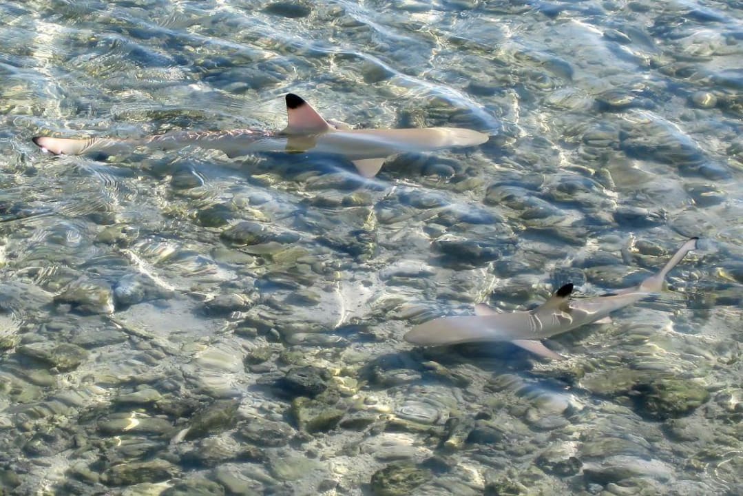Hai Cinnamon Hakuraa Huraa Maldives
