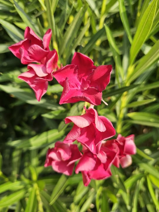 Gartenanlage TUI BLUE Seno - Adults Only